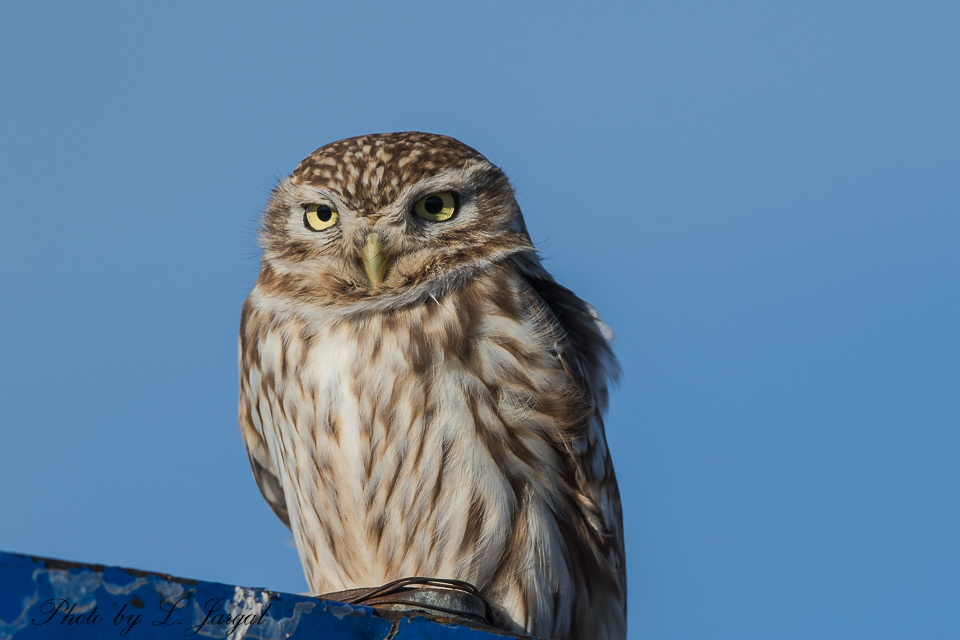 The little owl (Athene noctua)